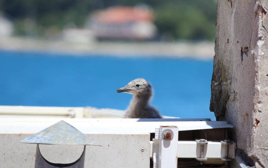 Lägenhet Milkana Rovinj